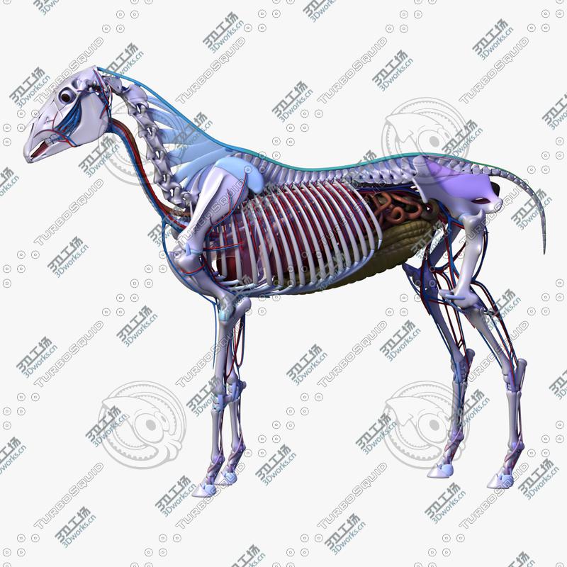 images/goods_img/20210113/Horse Anatomy/3.jpg